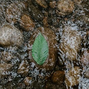Leaf in Water | Destination Zero